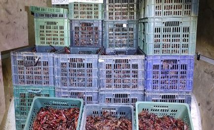 Interceptan 1.500 kilos de cangrejos rojos de río transportados sin condiciones higiénicas
