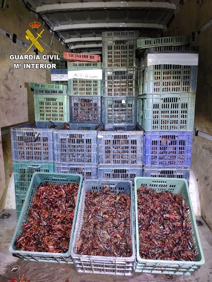 Interceptan 1.500 kilos de cangrejos rojos de río transportados sin condiciones higiénicas
