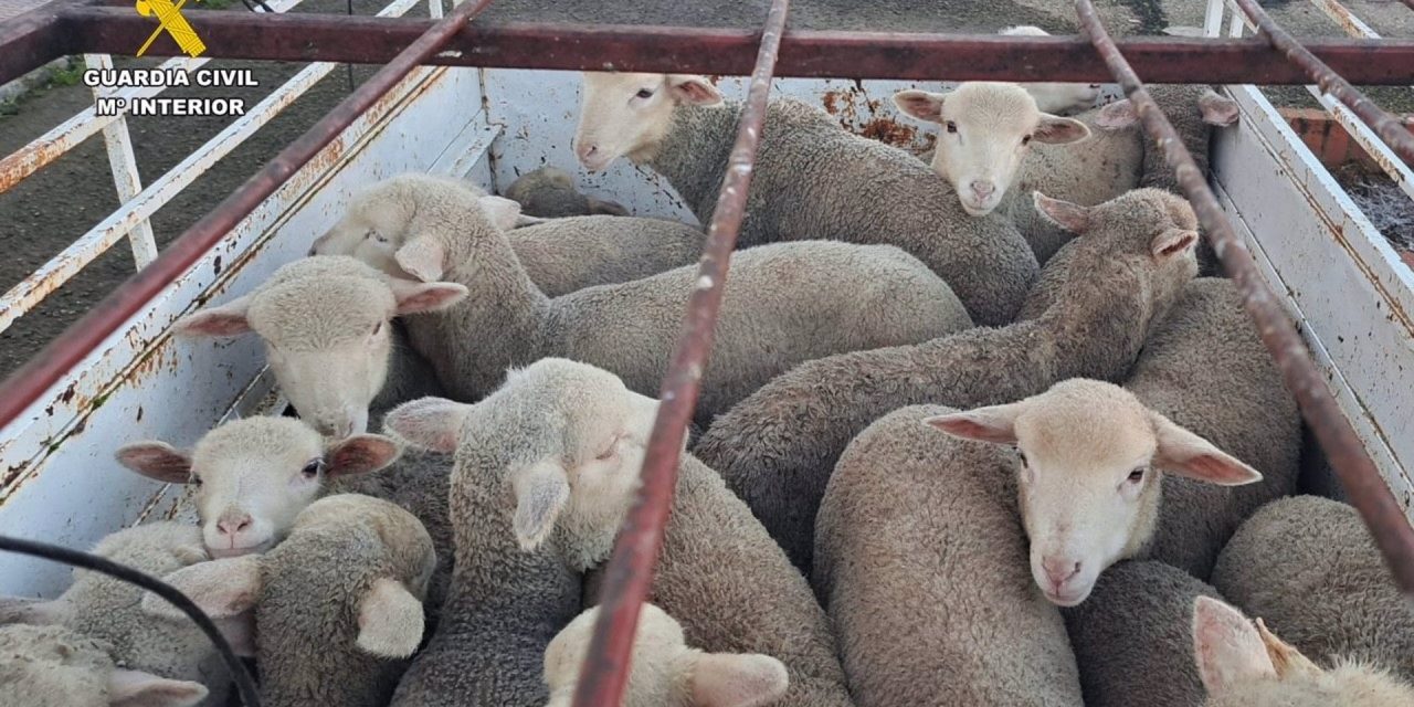 Detenidas tres personas por robar 28 corderos y provocar la muerte de dos de ellos en el transporte