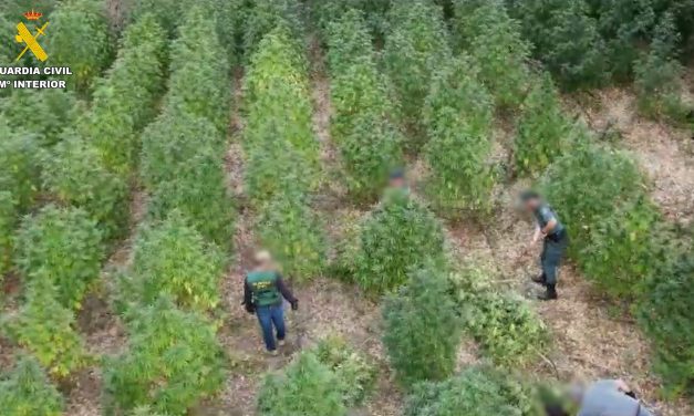 Tres detenidos por cultivar 230 plantas de marihuana en una isleta del Guadiana