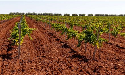 Publicadas las resoluciones de solicitudes de ayudas a la cosecha en verde para vinificación