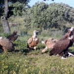 Ecologistas en Acción Granadilla defiende a los buitres negros de la comarca