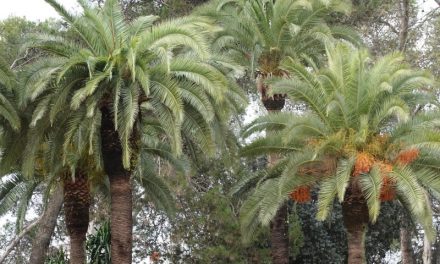 Badajoz aprueba el contrato plurianual para combatir el Picudo Rojo en las palmeras