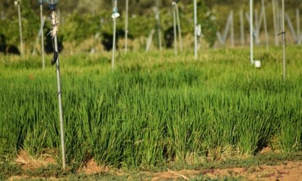La Junta iniciará los trámites para autorizar cambios de cultivo en la ZEPA Arrozales por falta de agua