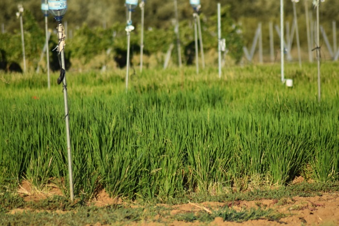 FEVAL acoge una jornada sobre el uso eficiente del agua en arroz y frutales