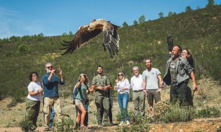 Un águila herida rescatada y cuidada en Extremadura consigue sobrevolar Marruecos