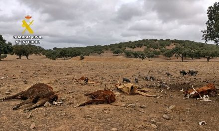Aparecen muertas casi cien vacas y terneros a las que el ganadero no proporcionaba comida