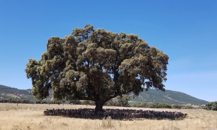 Extremadura rastrea sus dehesas para localizar encinas que den bellotas dulces