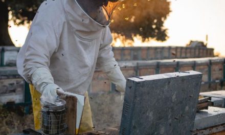 Los apicultores extremeños afrontan la cosecha más baja de miel de la historia