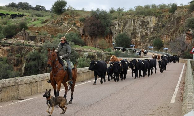 Un rebaño de más de 300 vacas avileñas recorre Extremadura en ruta trashumante