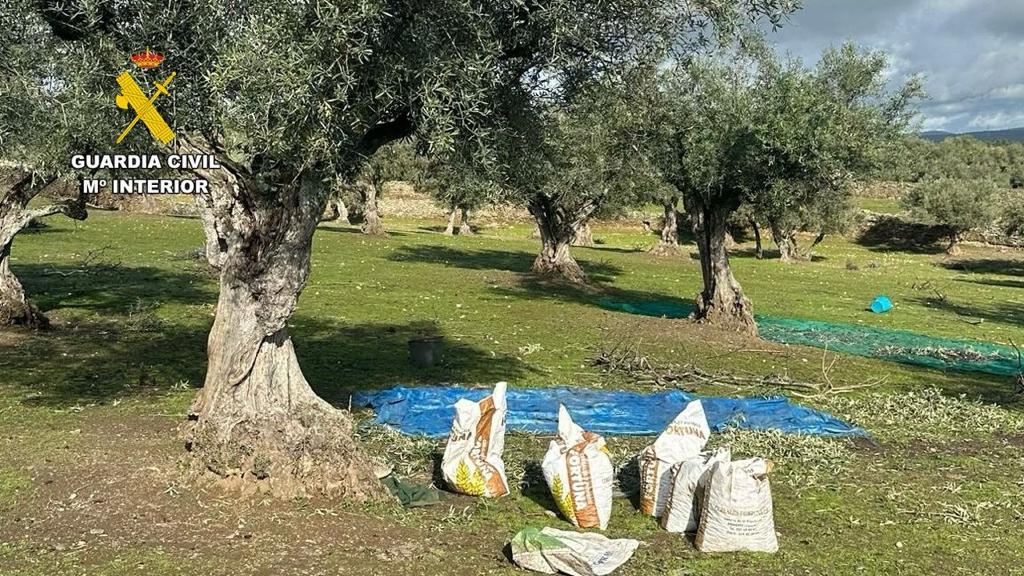 Apag Extremadura Asaja pide a la Junta créditos al 0% para cultivos de olivar y viñedo