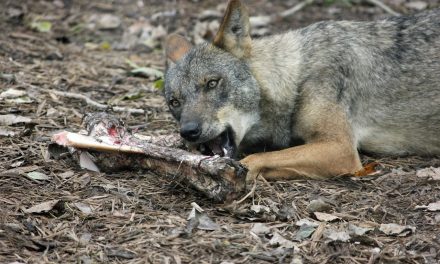 Fedexcaza y Asaja Extremadura en contra de la introducción del lobo en la región