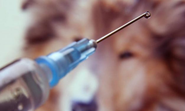 Fedexcaza solicita un cambio en la pauta vacunal antirrábica