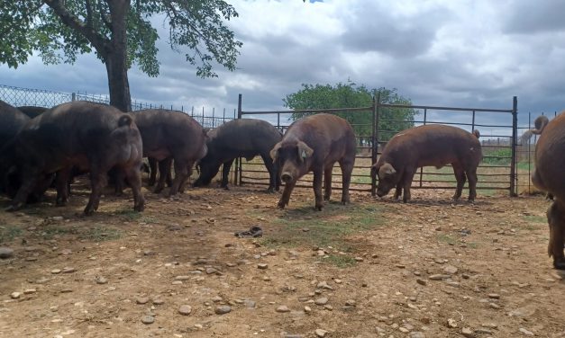 Así será la subasta de porcino raza Duroc que acogerá Extremadura el 20 de febrero