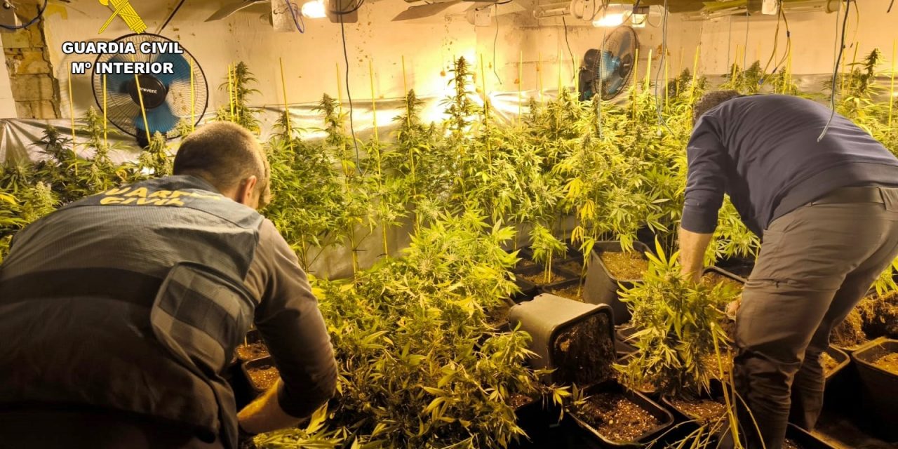 Desmantelada una plantación de marihuana con 245 plantas en una vivienda