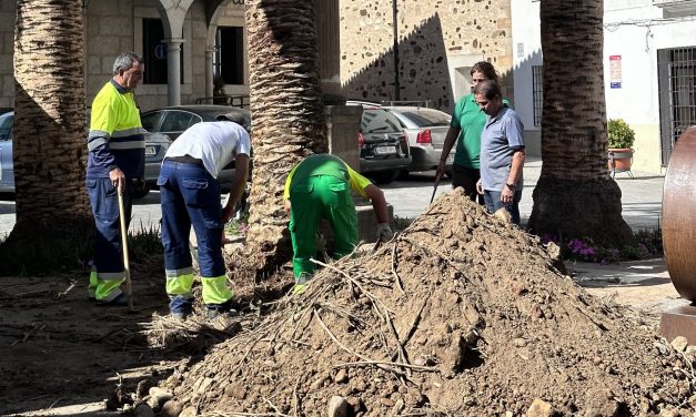 El Ayuntamiento de Coria realiza labores de tala en el arbolado urbano