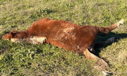Siguen sin retirar los cadáveres de dos caballos que protagonizaron un accidente hace 10 días en Navalmoral