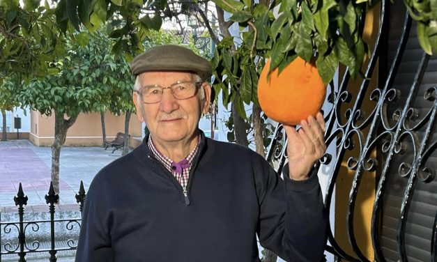 Un vecino de Ceclavín consigue cultivar naranjas de más un kilogramo de peso