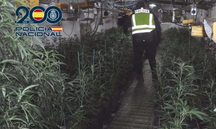 La Policía Nacional desmantela en Mérida una plantación clandestina de marihuana