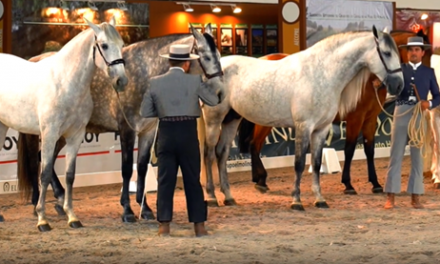 Badajoz acogerá el campeonato de España de caballos de pura sangre durante la edición de ECUEXTRE