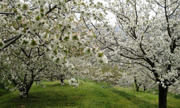 Esta es la programación del Cerezo en Flor y sus actividades paralelas hasta el 3 de mayo