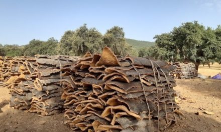 Extremadura participa en un proyecto transformador para el sector corchero