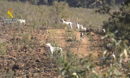La Guardia Civil desmantela una trama de caza ilegal en la provincia de Cáceres