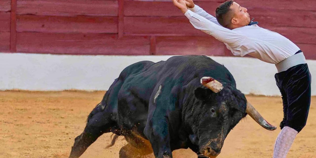 Los mejores recortadores de España estarán en la Feria del Toro de Coria