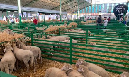 Más de 860 cabezas de ganado se expondrán en la Feria de la Primavera de Zafra