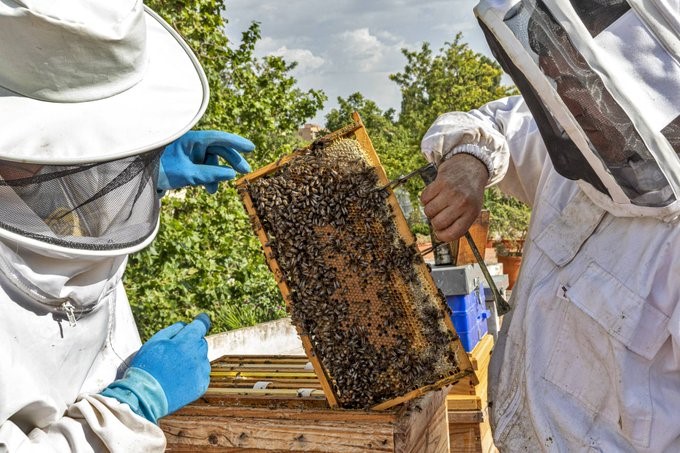 Agricultura abona más de 563.000 euros en ayudas agroambientales a la apicultura