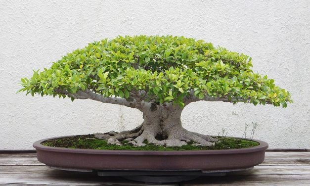 El edificio La Galera acoge una exposición de bonsáis