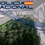 La Policía Nacional detiene a seis personas tras desmantelar 657 plantas de marihuana