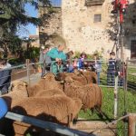Escolares extremeños aprenderán a esquilar ovejas merinas negras y el hilado de la lana