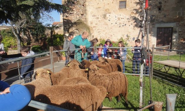Escolares extremeños aprenderán a esquilar ovejas merinas negras y el hilado de la lana
