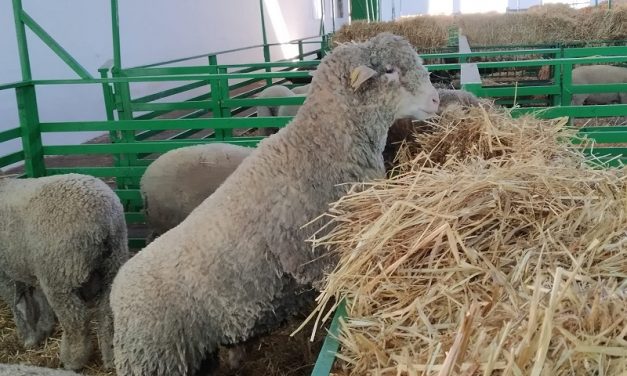 La Feria de Primavera de Zafra reunirá 860 cabezas de ganado ovino