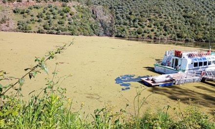 La Azolla amenaza el ecosistema del Tajo en Extremadura