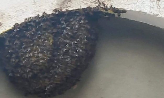 Piden precaución en Talayuela ante la existencia de enjambres de abejas