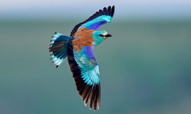 Un congreso ornitológico analiza la dramática disminución de la carraca europea